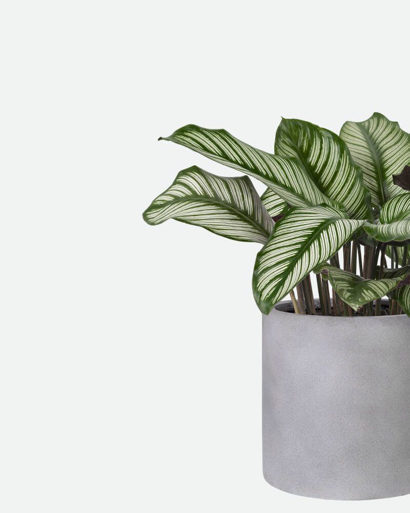 Potter Plants (Demo)